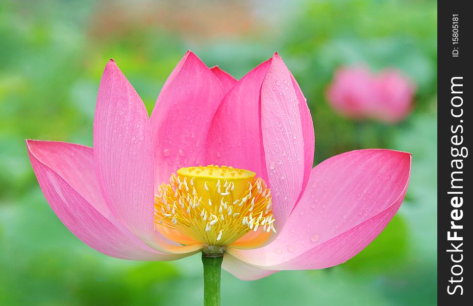 Pink lotus against colorful background. Pink lotus against colorful background