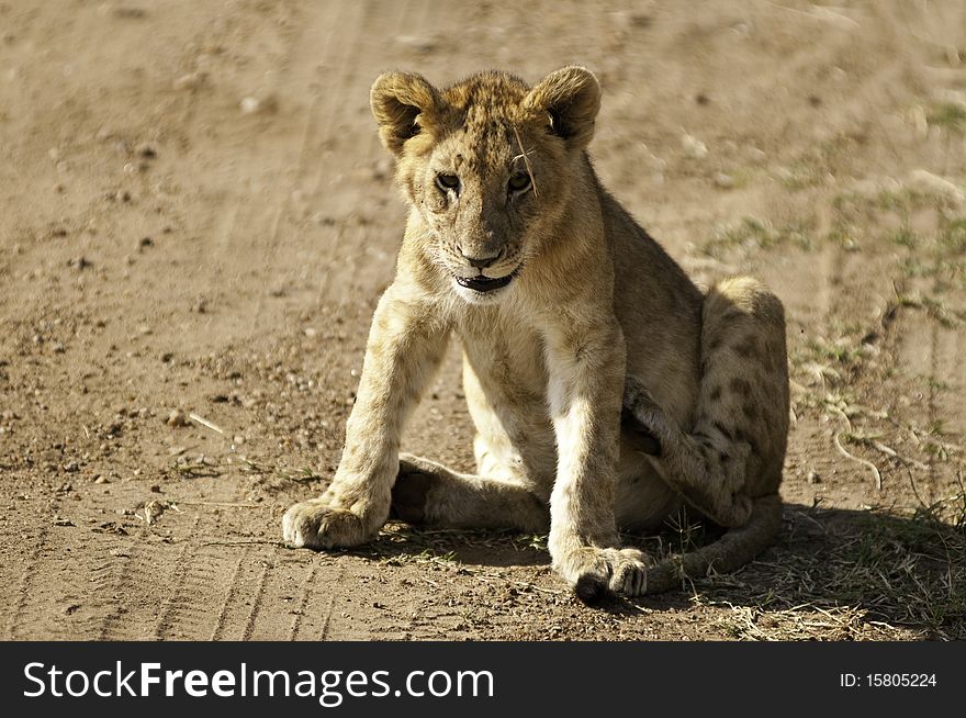 Cute Lion Cub