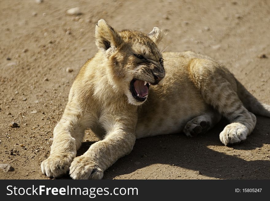 A tough little baby lion. A tough little baby lion