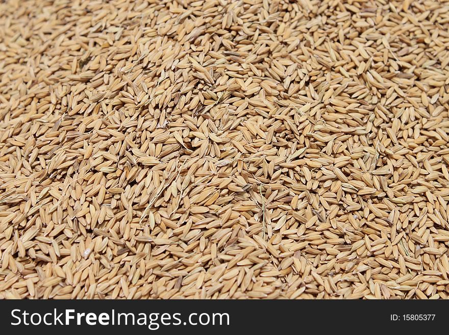 Rice grain under sunlight