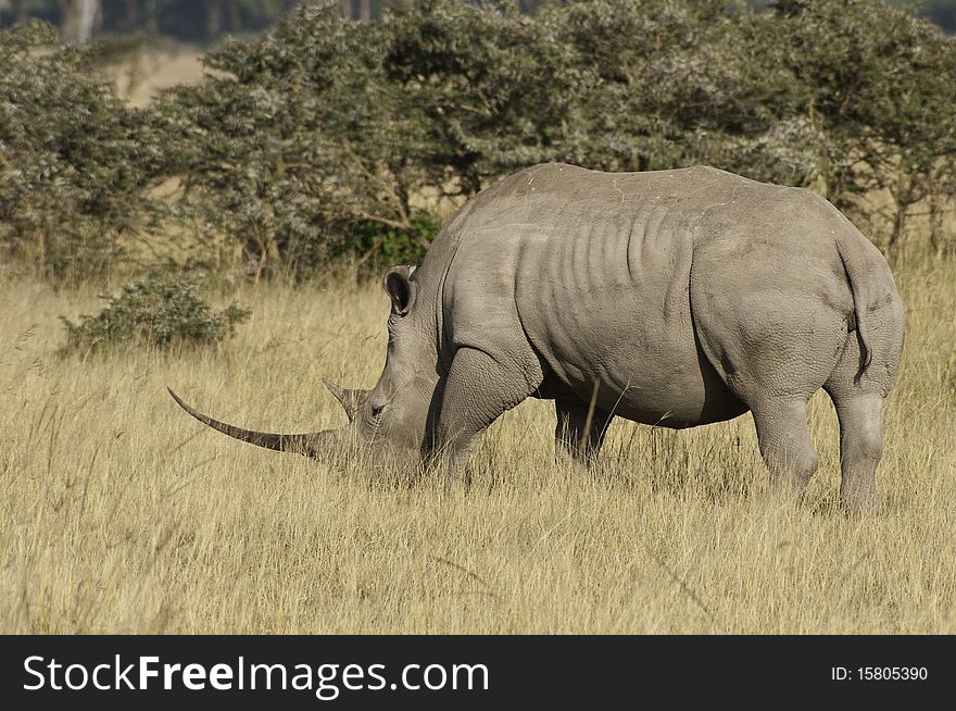 A long horned white rhino. A long horned white rhino