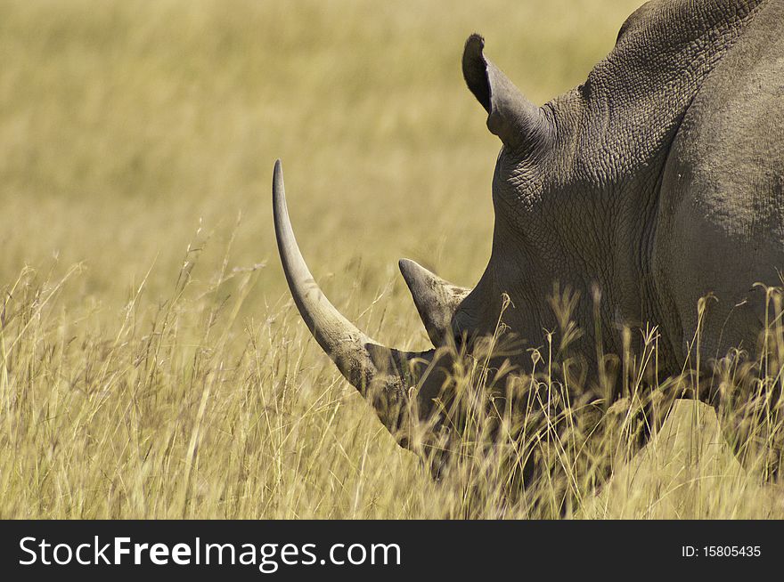 A white rhino in profile