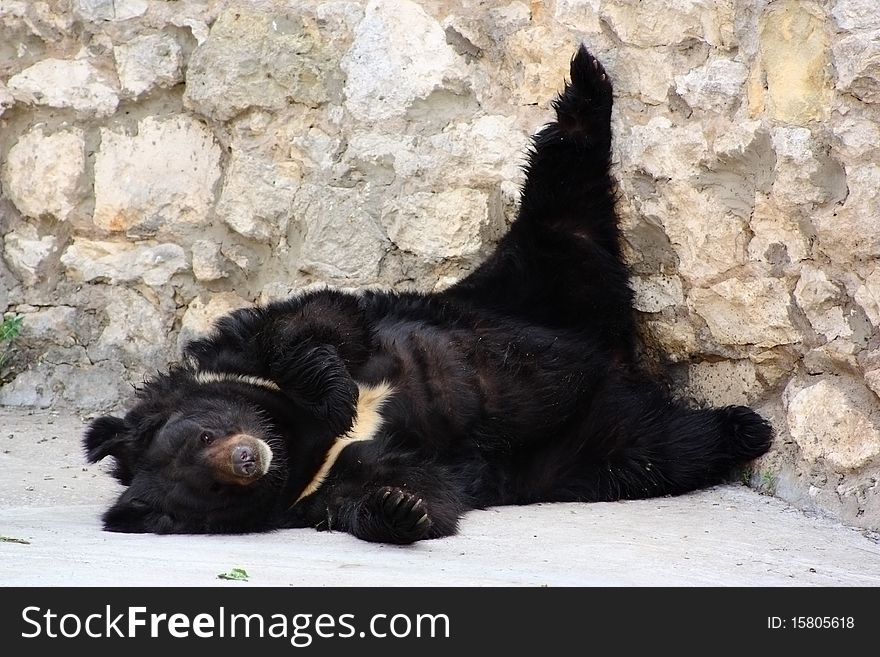 White-chested bear having a rest on stones. White-chested bear having a rest on stones