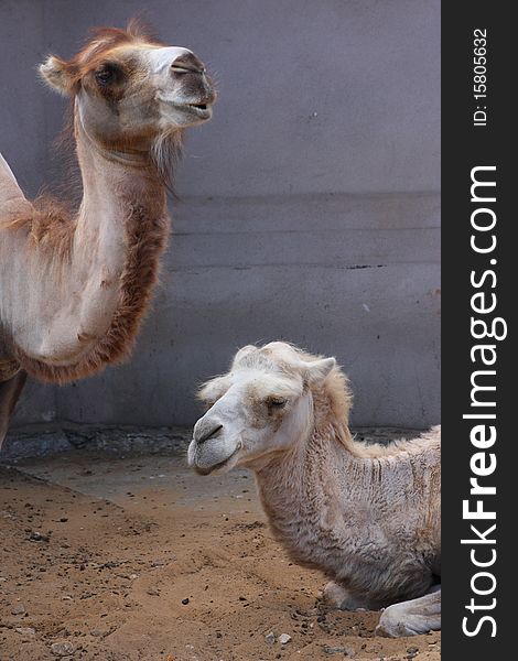 Two camels on the background of a gray wall