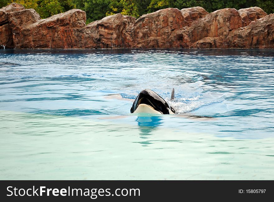 Beautiful killer whale swimming in an aquarium in rainy weather. Beautiful killer whale swimming in an aquarium in rainy weather.