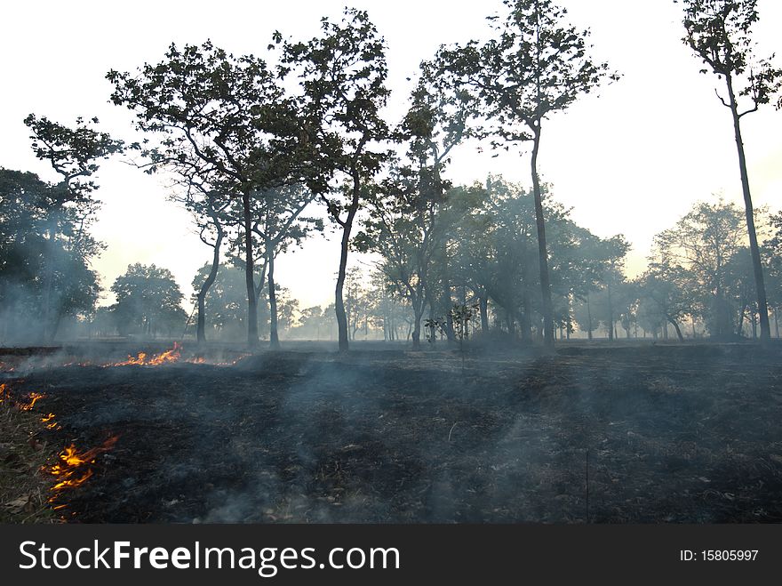 Forest burn at south of thailand