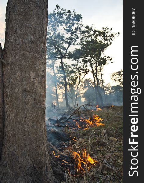 After Forest burn at south of thailand