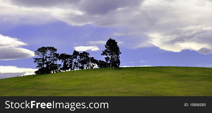 Pine trees on a green hill in North Canterbury, New Zealand.