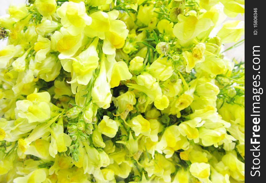 Yellow field flowers as floral background. Yellow field flowers as floral background