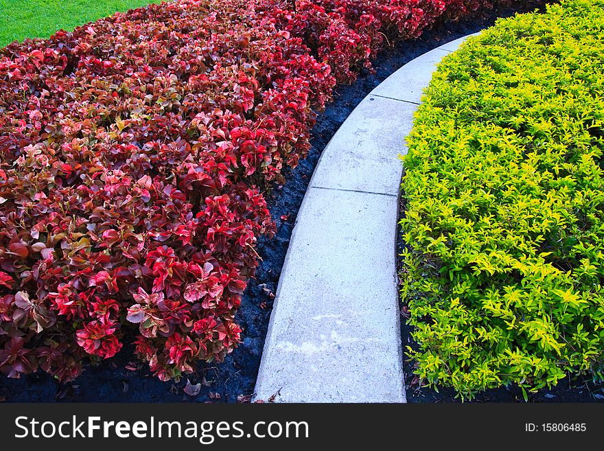High contrast plants with green and red plants