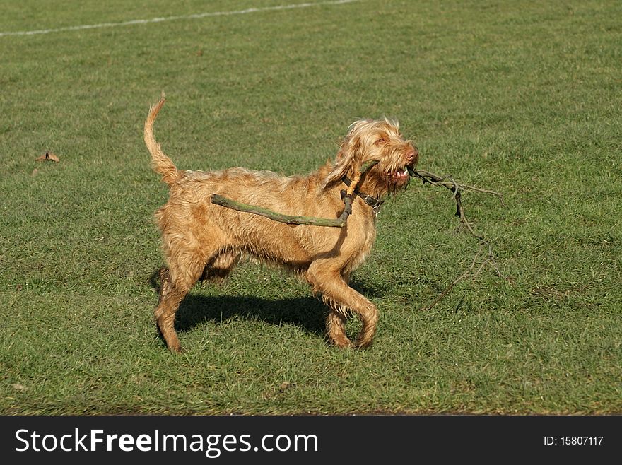 Happy dog with a stick in his mouth