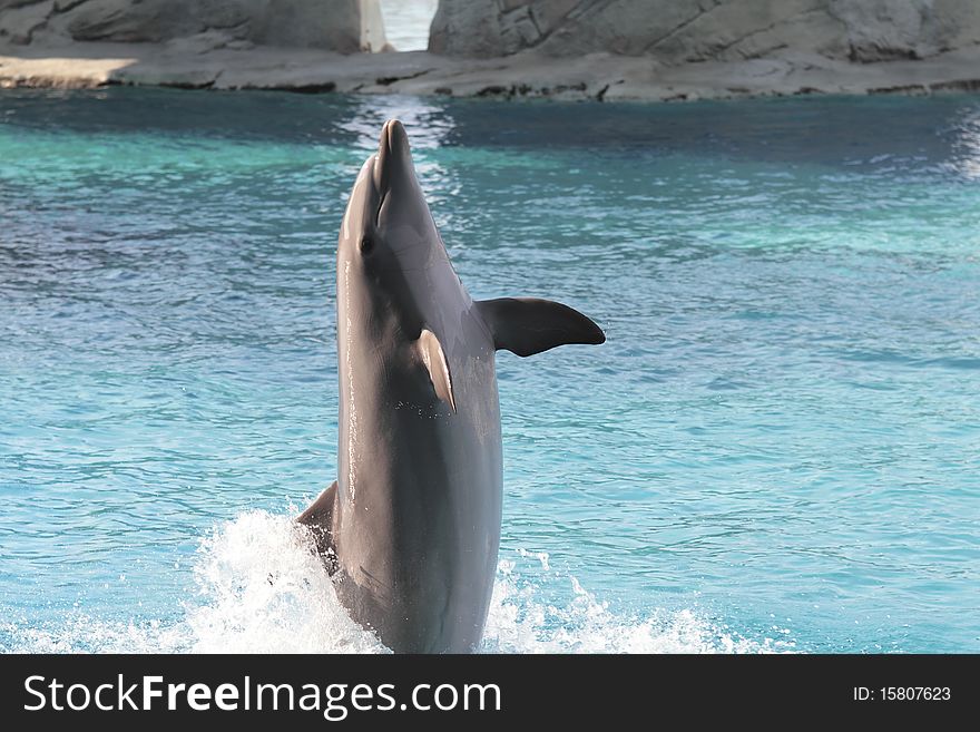 A dolphin who does stunts