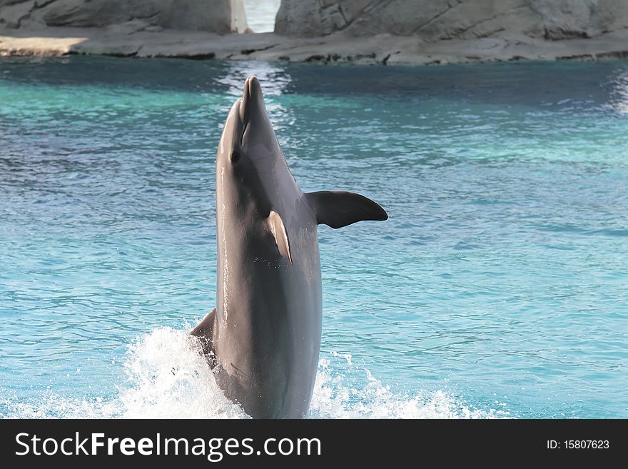 Dolphin