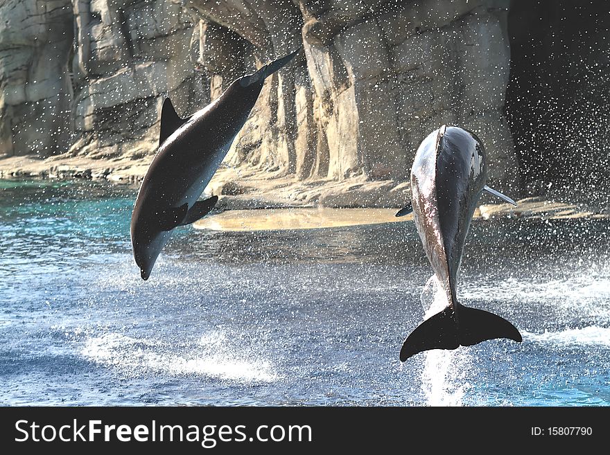 Two dolphins in their intent stunts. Two dolphins in their intent stunts