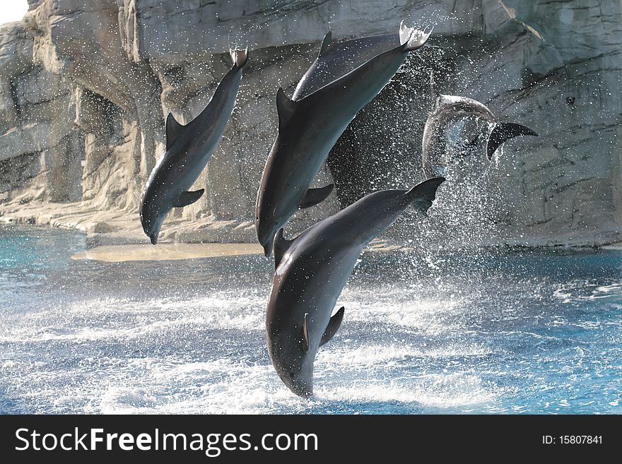 A group of dolphins intent in performing in great leaps. A group of dolphins intent in performing in great leaps