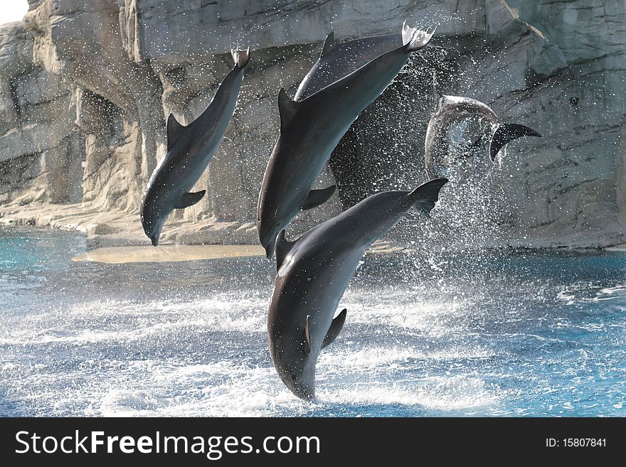 Acrobats Dolphins