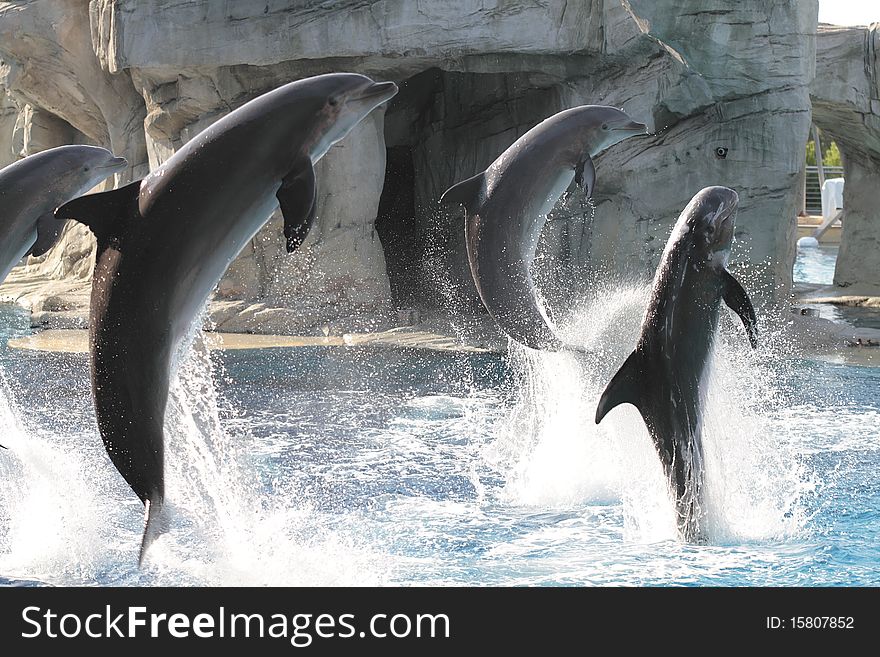 A group of dolphins intent in performing in great leaps. A group of dolphins intent in performing in great leaps