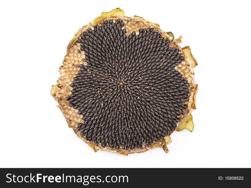 Fresh sunflower isolated on white