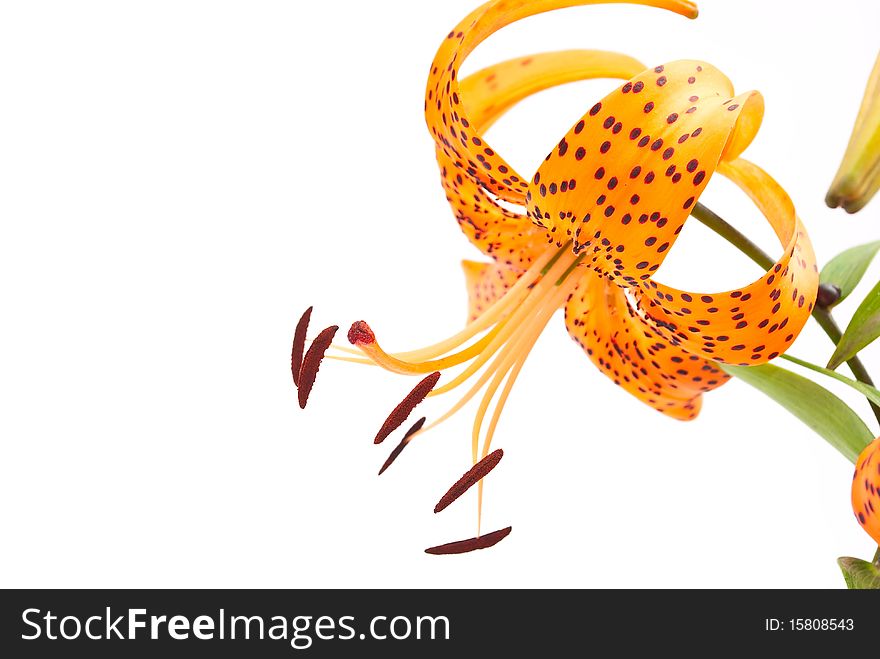 Tiger lily isolated on white background