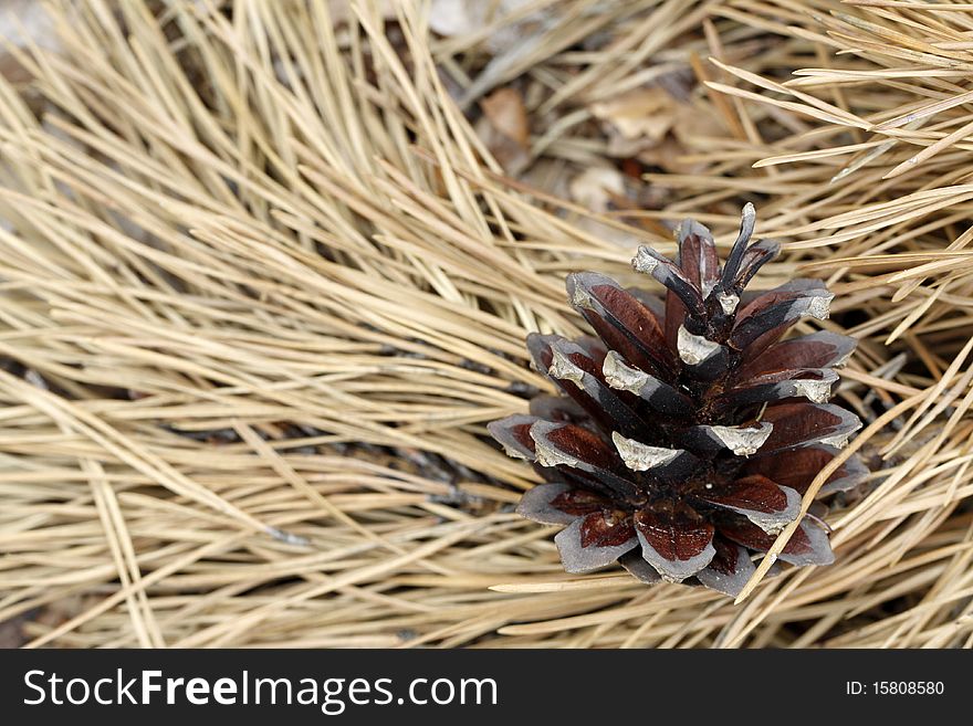 Pine cone hanging on the twig