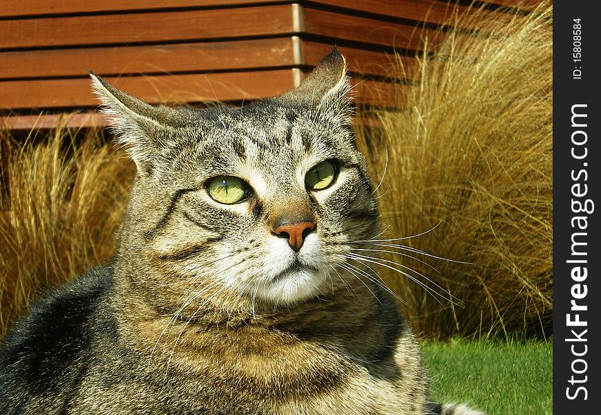 Queenstown Cat