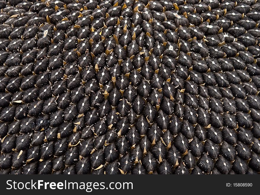 Sunflower with seeds