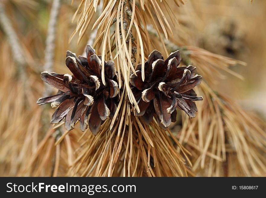 Pine cones hanging on the twig