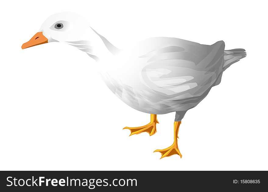 White domestic duck. Vector illustration isolated on white background