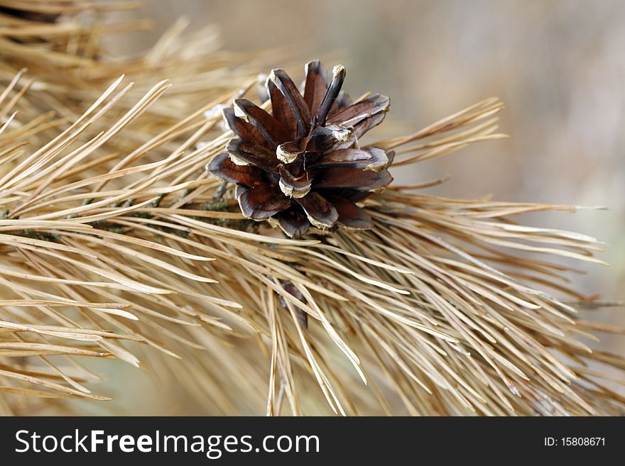 Pine cone hanging on the twig