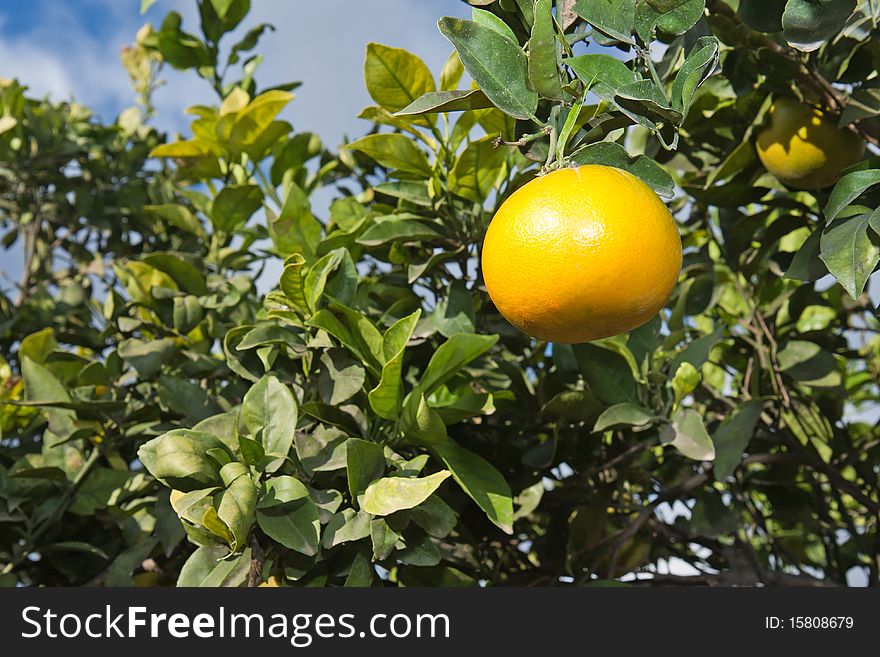 Tangerines on a tree, in Valencian Region (Spain)