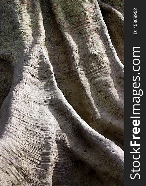 Centennial Tree Texture