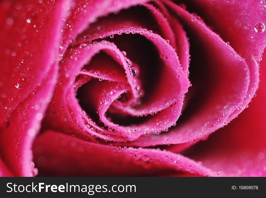 Pink rose close up macro