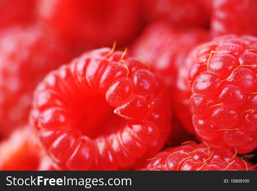 Ripe Red Raspberries