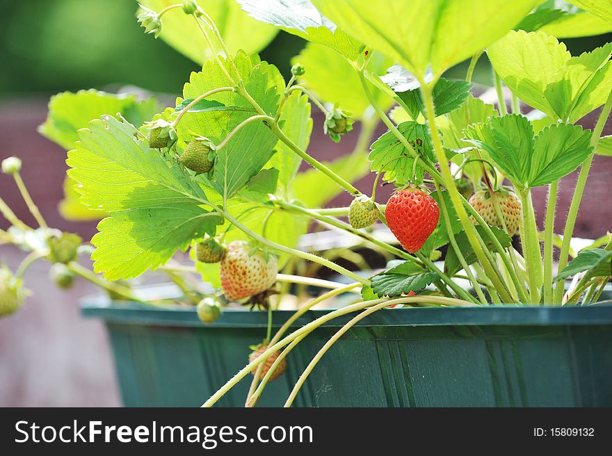 Wild strawberry bush in  green flowerpot. Wild strawberry bush in  green flowerpot