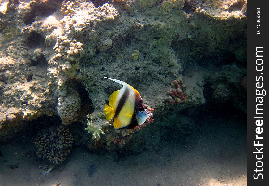 Single pennant fish swimming in the red sea