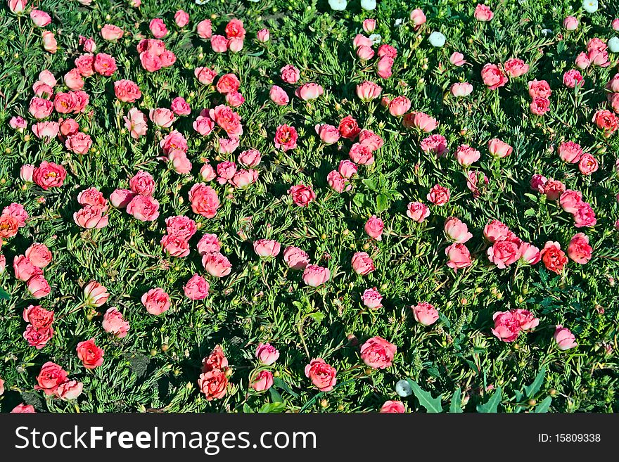 Red Flowers On Field