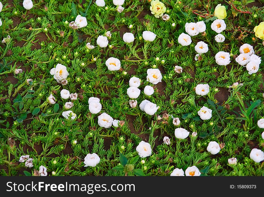 Abstract white flowers on field