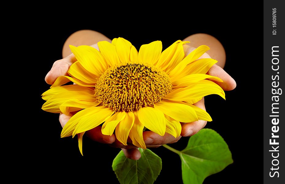 Sunflower in woman's hands on black background