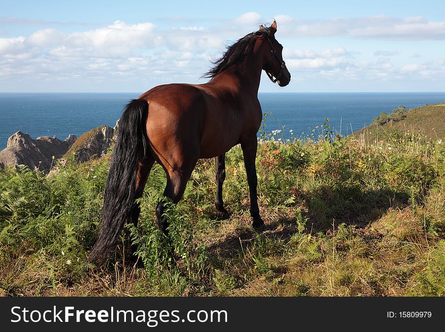 Brown horse looking to the sea. Brown horse looking to the sea