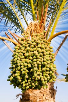 Date Palm With Green Unripe Dates. Stock Images Date Palm With Green Unripe Dates. Stock Images