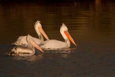 Dalmatian Pelicans Family Royalty Free Stock Photos Dalmatian Pelicans Family Royalty Free Stock Photos