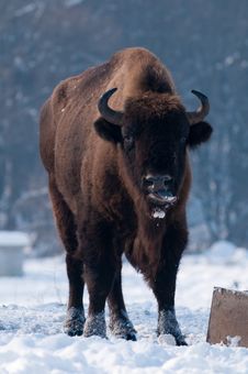 Male Of European Bison (Bison Bonasus) In Winter Stock Photography Male Of European Bison (Bison Bonasus) In Winter Stock Photography