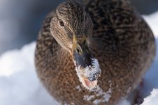 Mallard Duck Female Portrait In Winter Stock Image Mallard Duck Female Portrait In Winter Stock Image