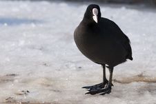 Common Coot On Ice Royalty Free Stock Image