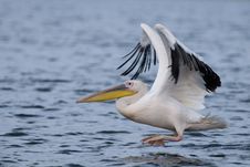 White Pelican Taking Off Royalty Free Stock Photos White Pelican Taking Off Royalty Free Stock Photos