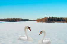 Two Swans On A Snow. Royalty Free Stock Photos