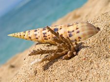 Close Up Of Beach Royalty Free Stock Photos Close Up Of Beach Royalty Free Stock Photos