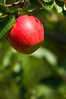 Single Red Apple Stock Images Single Red Apple Stock Images
