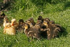Ducklings Of A Mallard On A Meadow In Spring Royalty Free Stock Photo