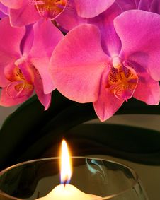 Orchid By Candle Light Royalty Free Stock Photos Orchid By Candle Light Royalty Free Stock Photos